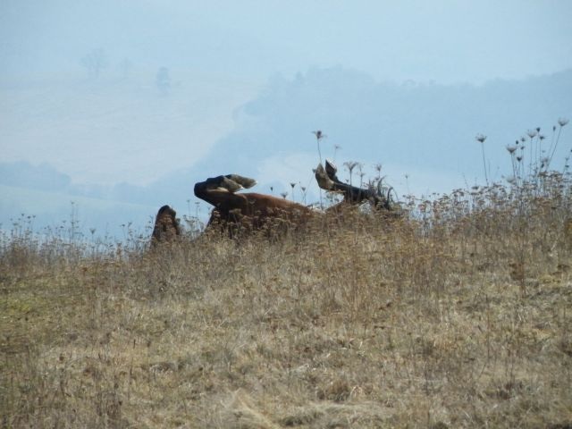 ScholaInNatura Fotogaleria