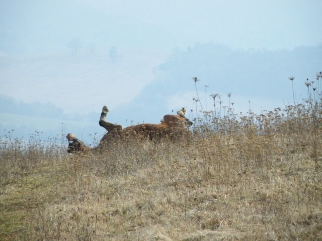 ScholaInNatura Fotogaleria