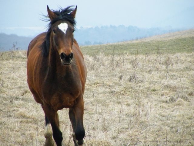 ScholaInNatura Fotogaleria