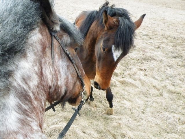 ScholaInNatura Fotogaleria