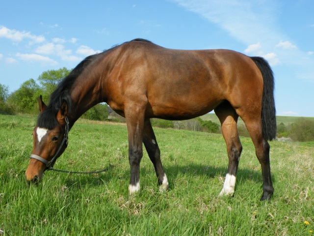 ScholaInNatura Fotogaleria