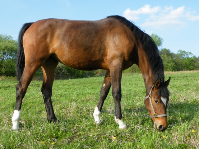 ScholaInNatura Fotogaleria