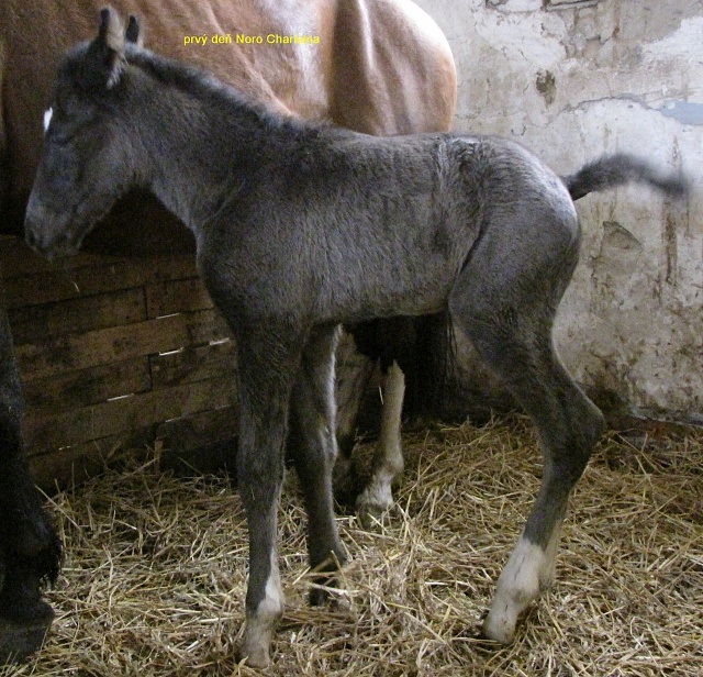 ScholaInNatura Fotogaleria