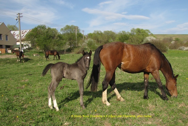 ScholaInNatura Fotogaleria