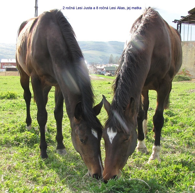 ScholaInNatura Fotogaleria