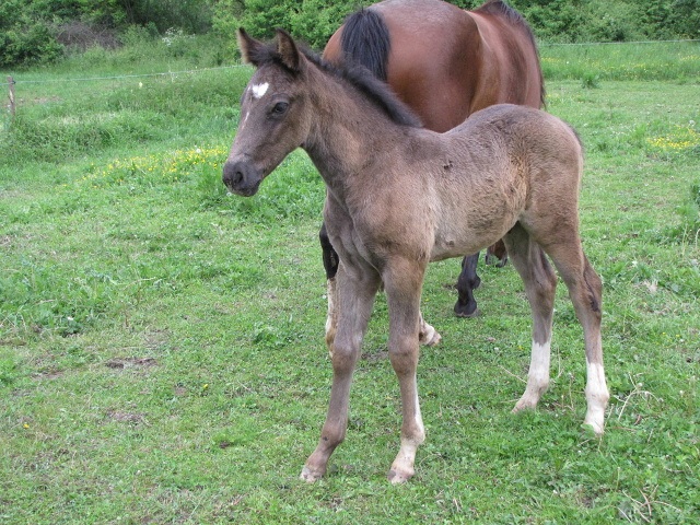 ScholaInNatura Fotogaleria
