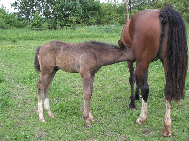 ScholaInNatura Fotogaleria