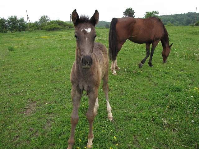 ScholaInNatura Fotogaleria