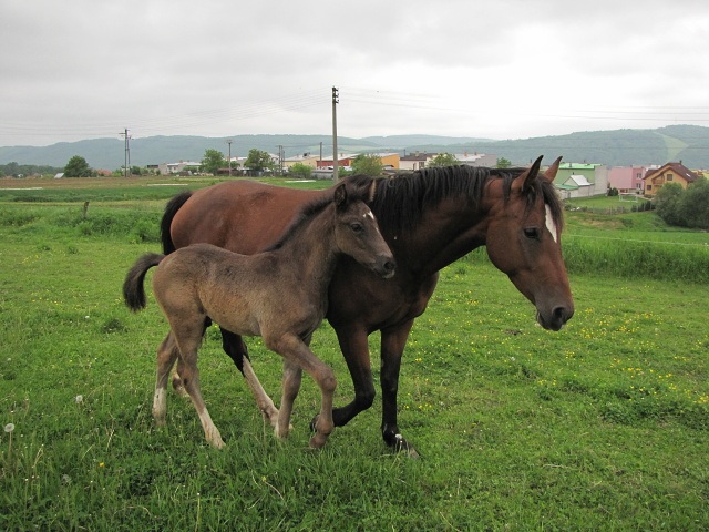 ScholaInNatura Fotogaleria