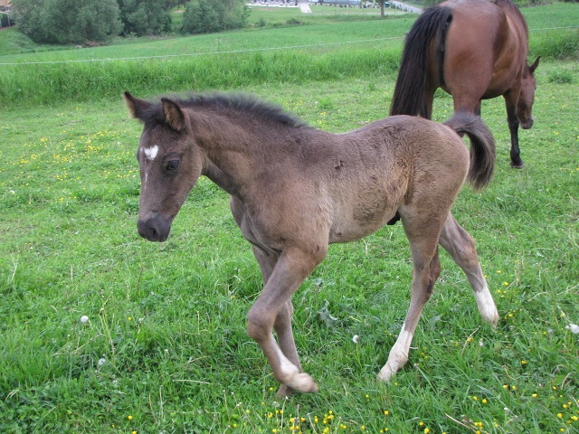 ScholaInNatura Fotogaleria