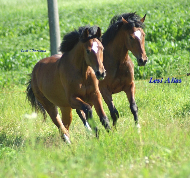 ScholaInNatura Fotogaleria
