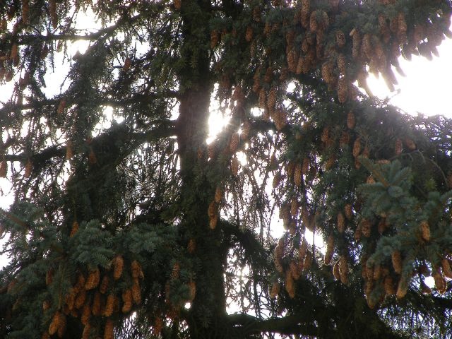 ScholaInNatura Fotogaleria