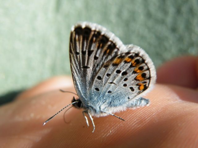 ScholaInNatura Fotogaleria