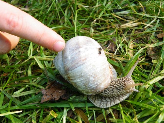 ScholaInNatura Fotogaleria