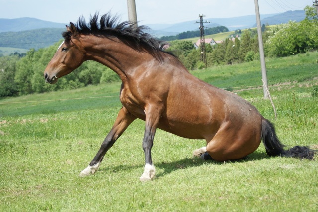 ScholaInNatura Fotogaleria