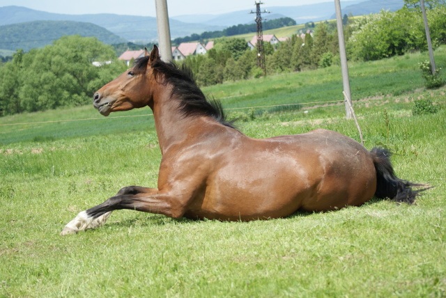 ScholaInNatura Fotogaleria