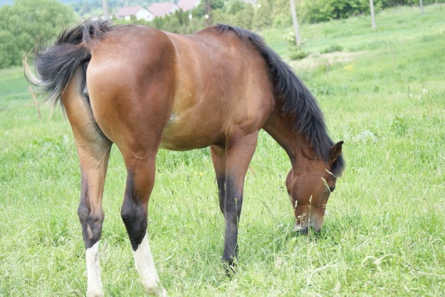 ScholaInNatura Fotogaleria