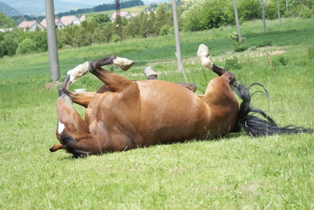 ScholaInNatura Fotogaleria