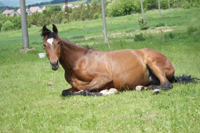 ScholaInNatura Fotogaleria