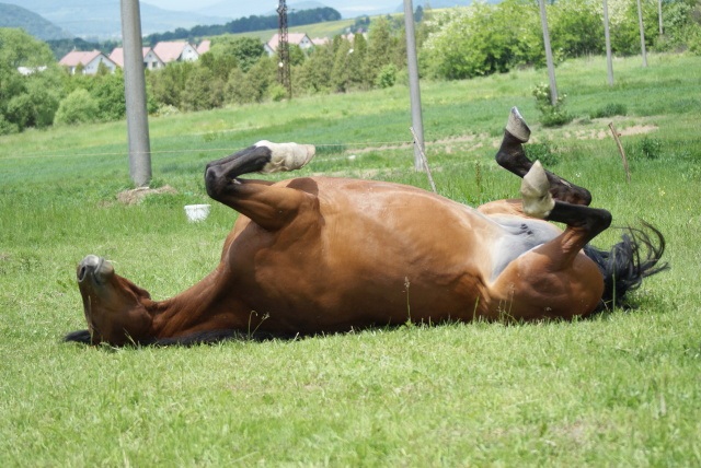 ScholaInNatura Fotogaleria