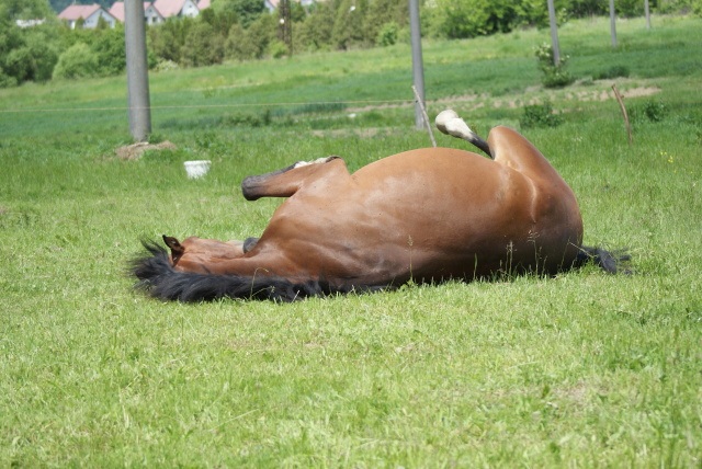 ScholaInNatura Fotogaleria