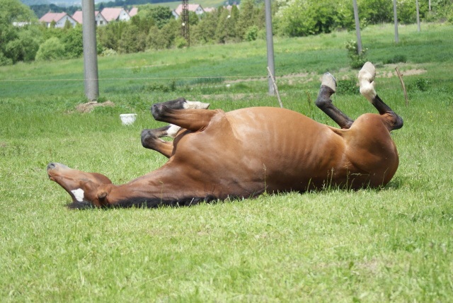 ScholaInNatura Fotogaleria