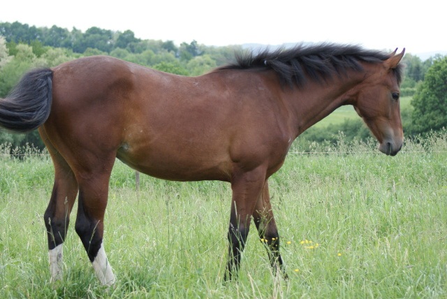 ScholaInNatura Fotogaleria