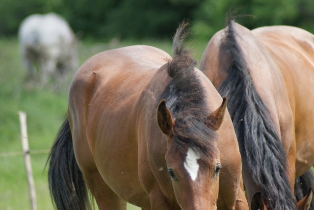 ScholaInNatura Fotogaleria