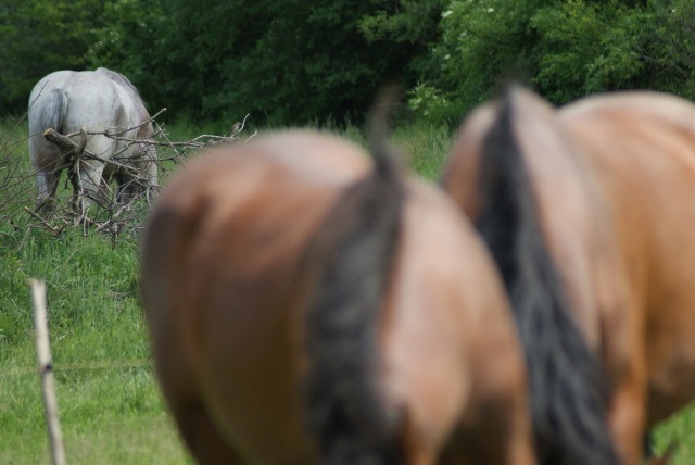 ScholaInNatura Fotogaleria