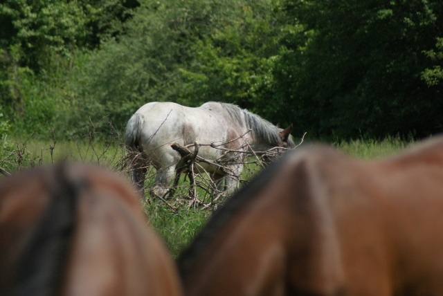 ScholaInNatura Fotogaleria