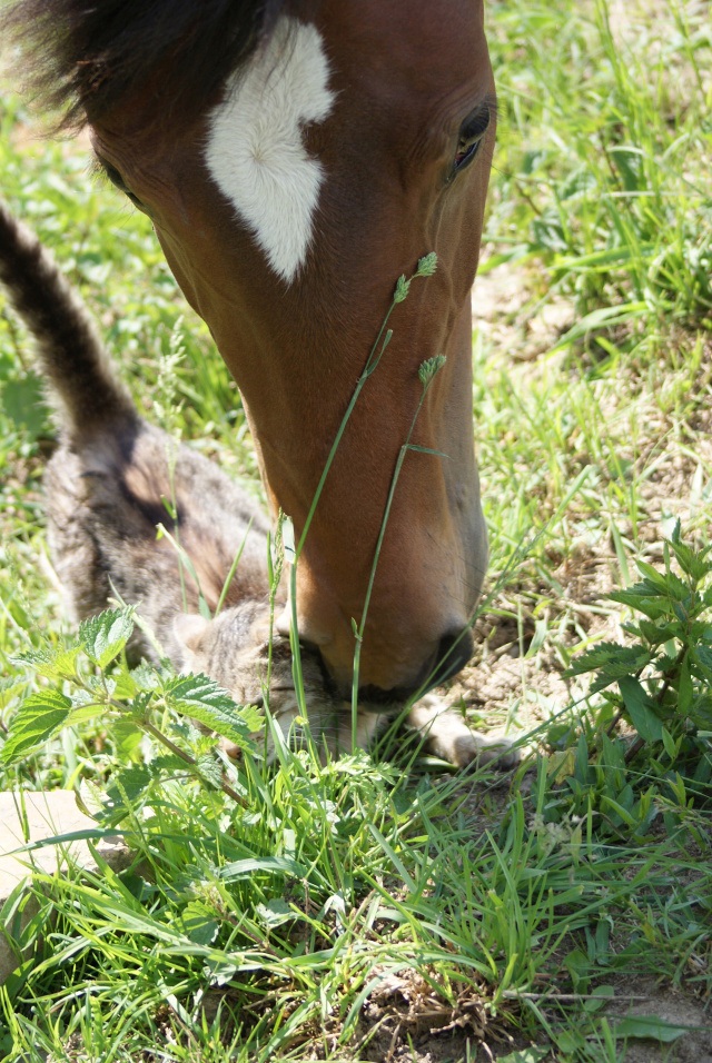 ScholaInNatura Fotogaleria
