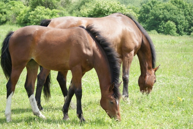ScholaInNatura Fotogaleria