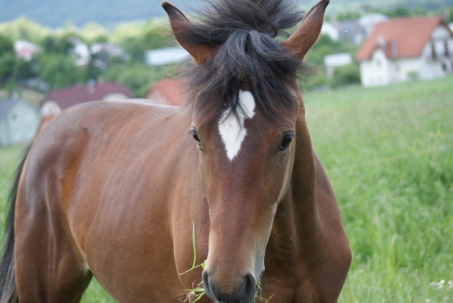 ScholaInNatura Fotogaleria
