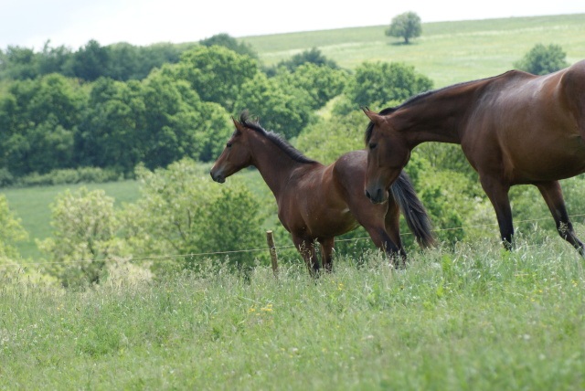 ScholaInNatura Fotogaleria