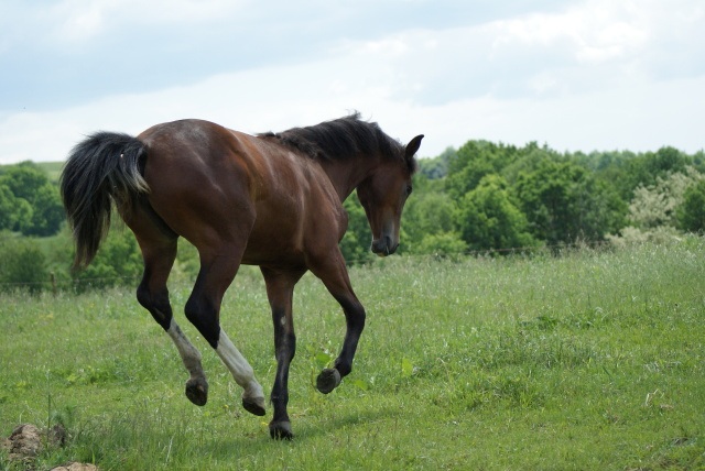 ScholaInNatura Fotogaleria