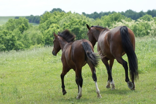 ScholaInNatura Fotogaleria