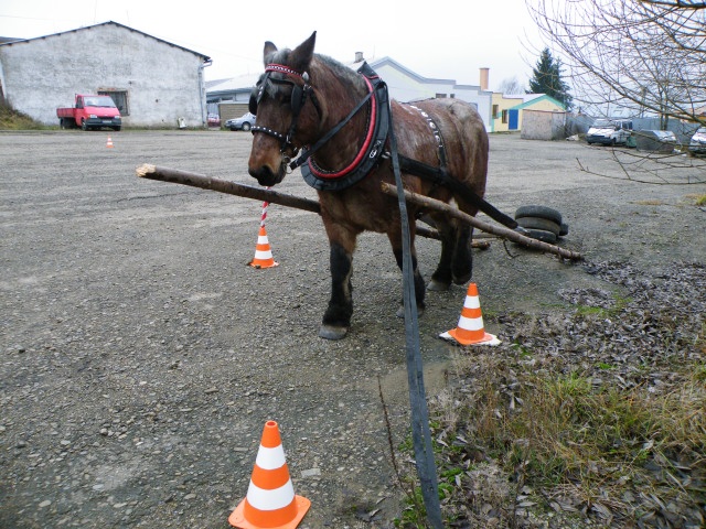 ScholaInNatura Fotogaleria