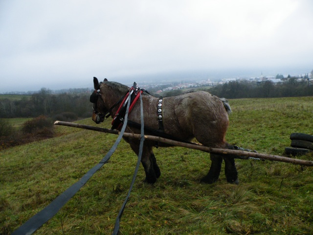 ScholaInNatura Fotogaleria