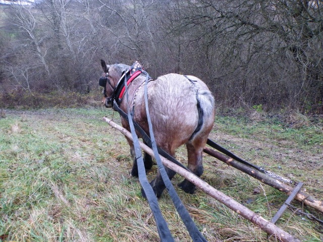 ScholaInNatura Fotogaleria