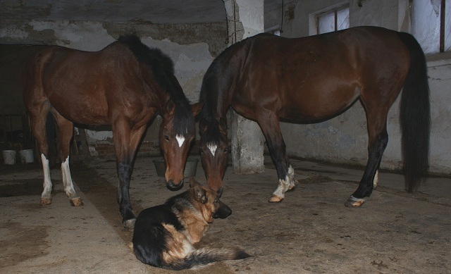 ScholaInNatura Fotogaleria