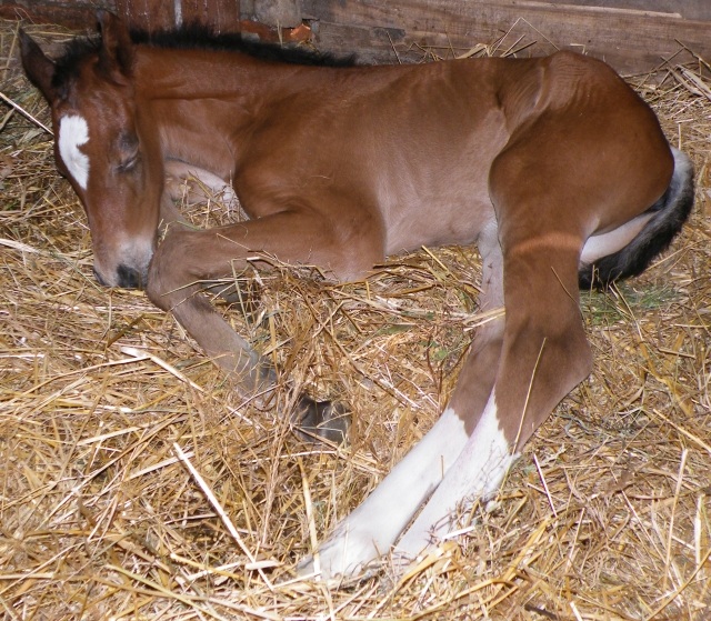 ScholaInNatura Fotogaleria