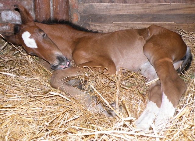 ScholaInNatura Fotogaleria