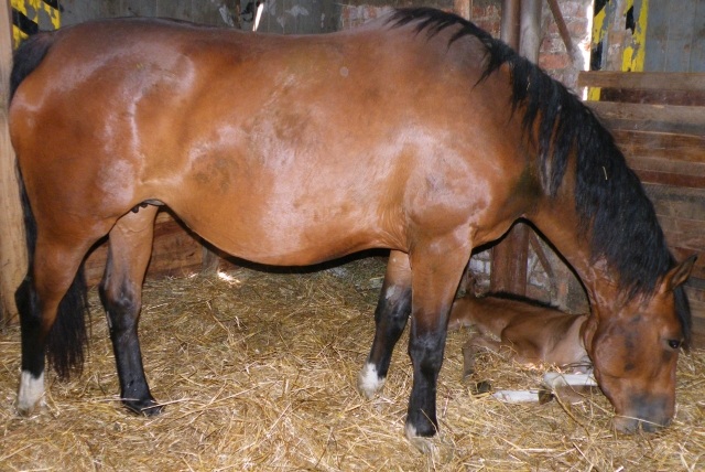 ScholaInNatura Fotogaleria