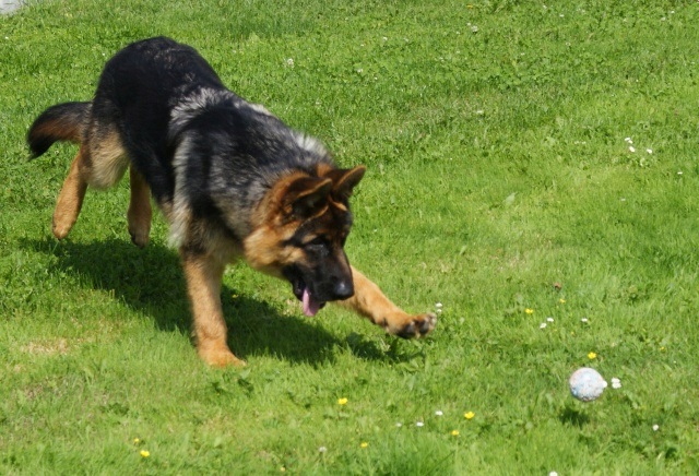 ScholaInNatura Fotogaleria