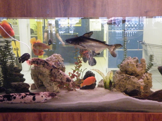 ScholaInNatura Fotogaleria