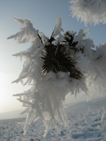 ScholaInNatura Fotogaleria