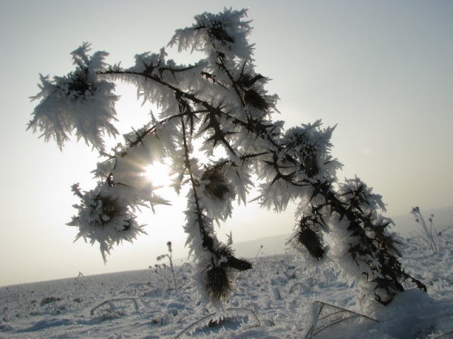 ScholaInNatura Fotogaleria