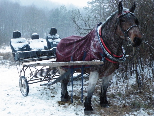 ScholaInNatura Fotogaleria
