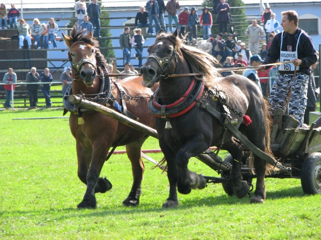 ScholaInNatura Fotogaleria