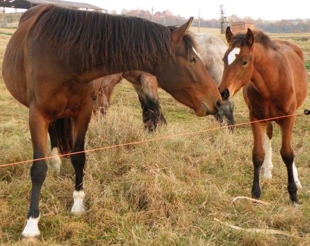 ScholaInNatura Fotogaleria